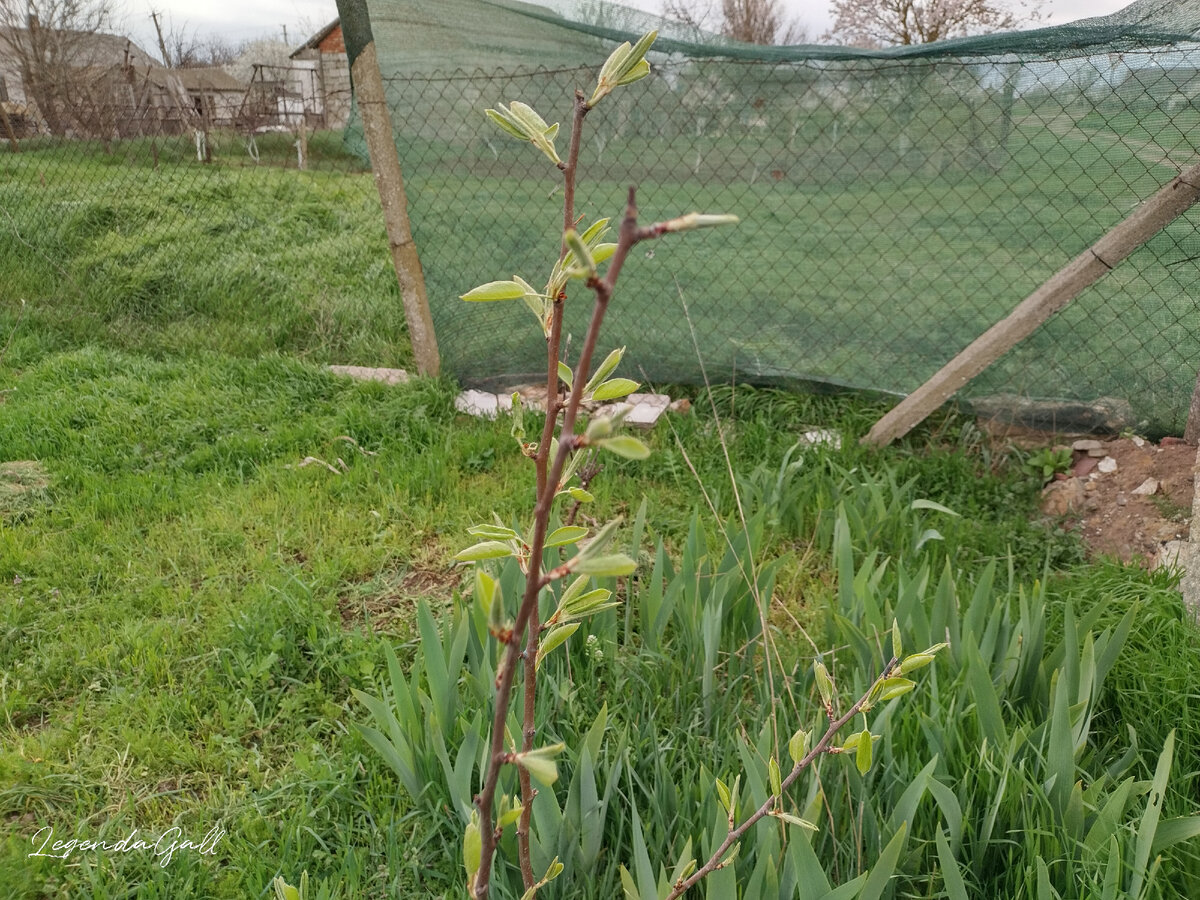 Груша выпустила листики. Молодая, пока не цветет...