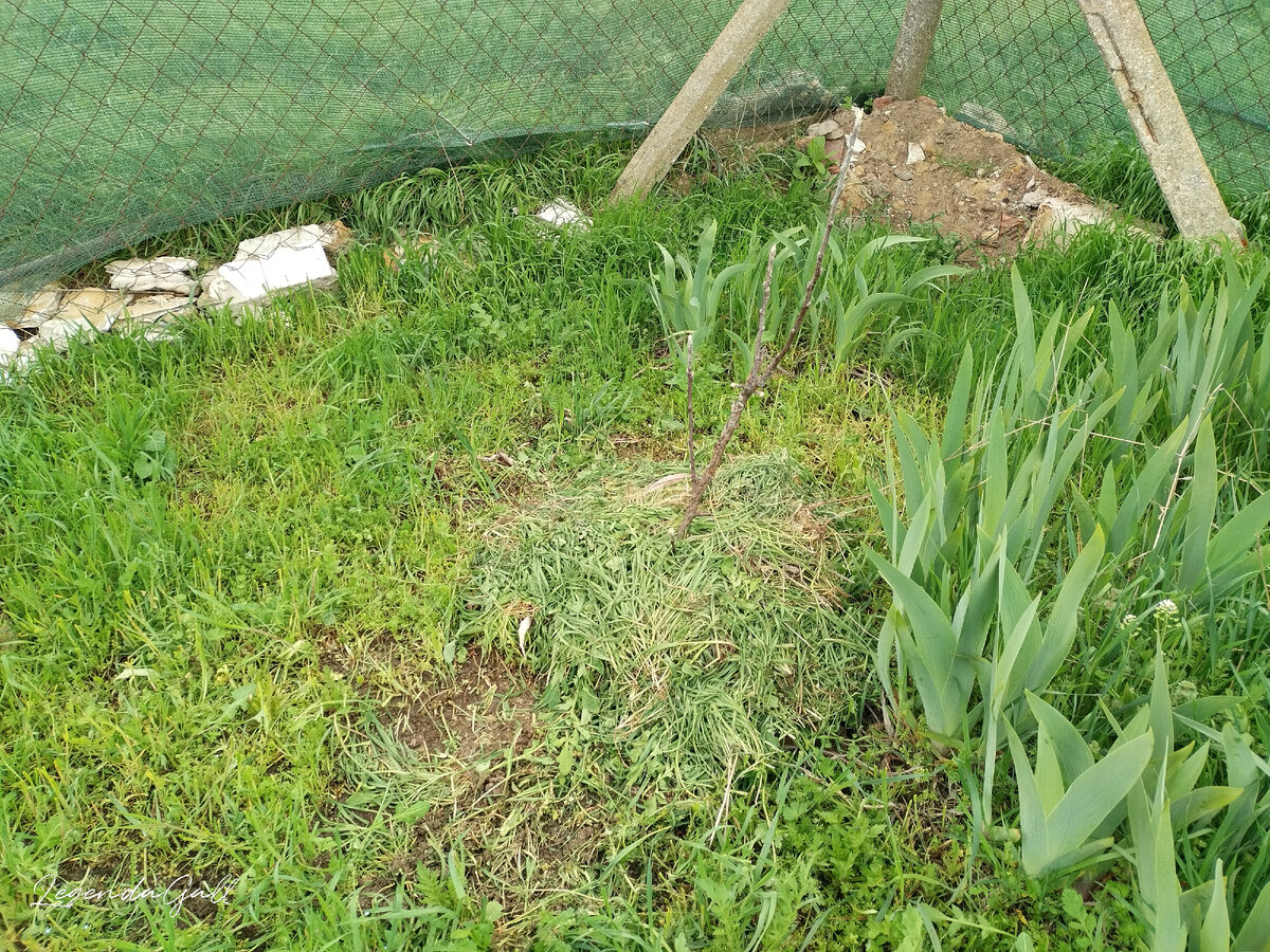 Еще одна яблонька и спасенные ирисы. Можно представить, сколько было травы, потому как ирисов за ней не было видно...