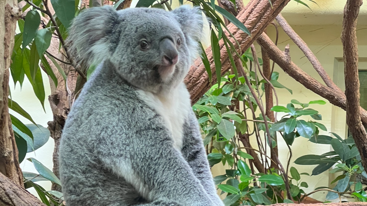 Задумчивый коала в Венском зоопарке
