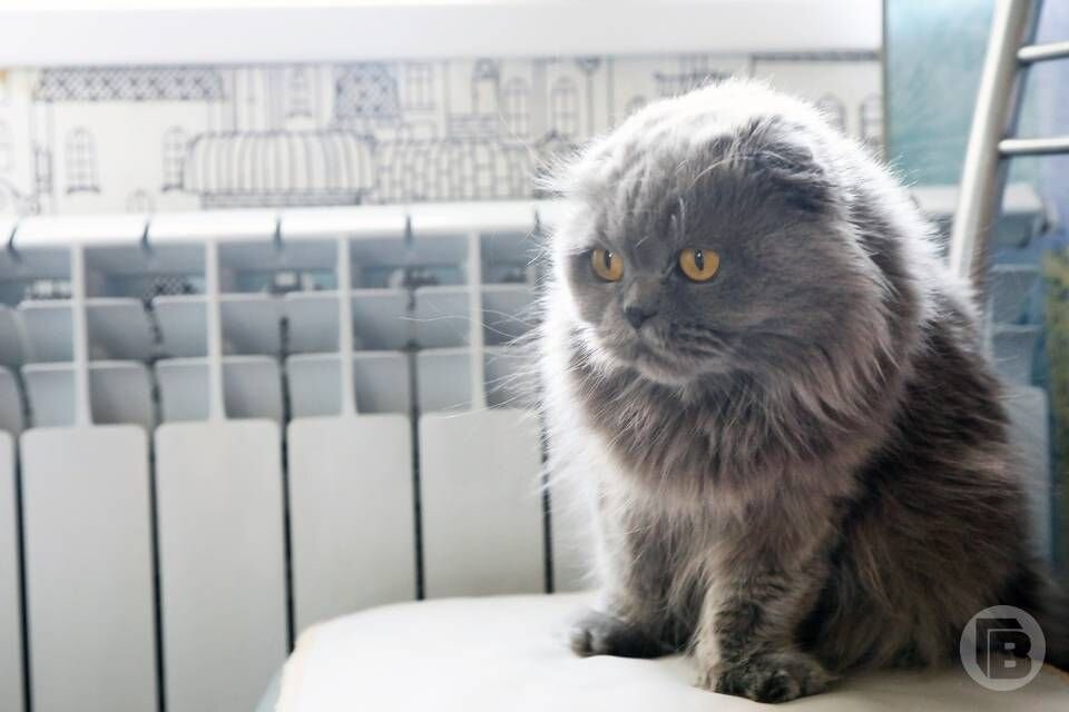     Кот возле батареи Источник: gorvesti.ru Автор фото: Ольга Багрова
