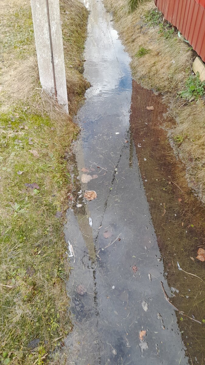 Как я сражаюсь с грунтовыми водами | О розах с любовью | Дзен