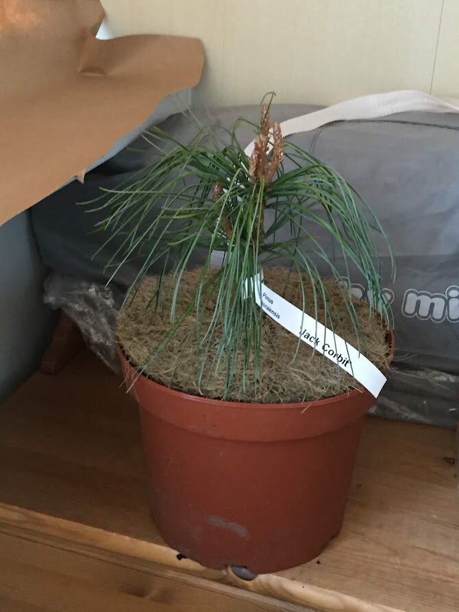 2018  pinus koraiensis Jack Corbit