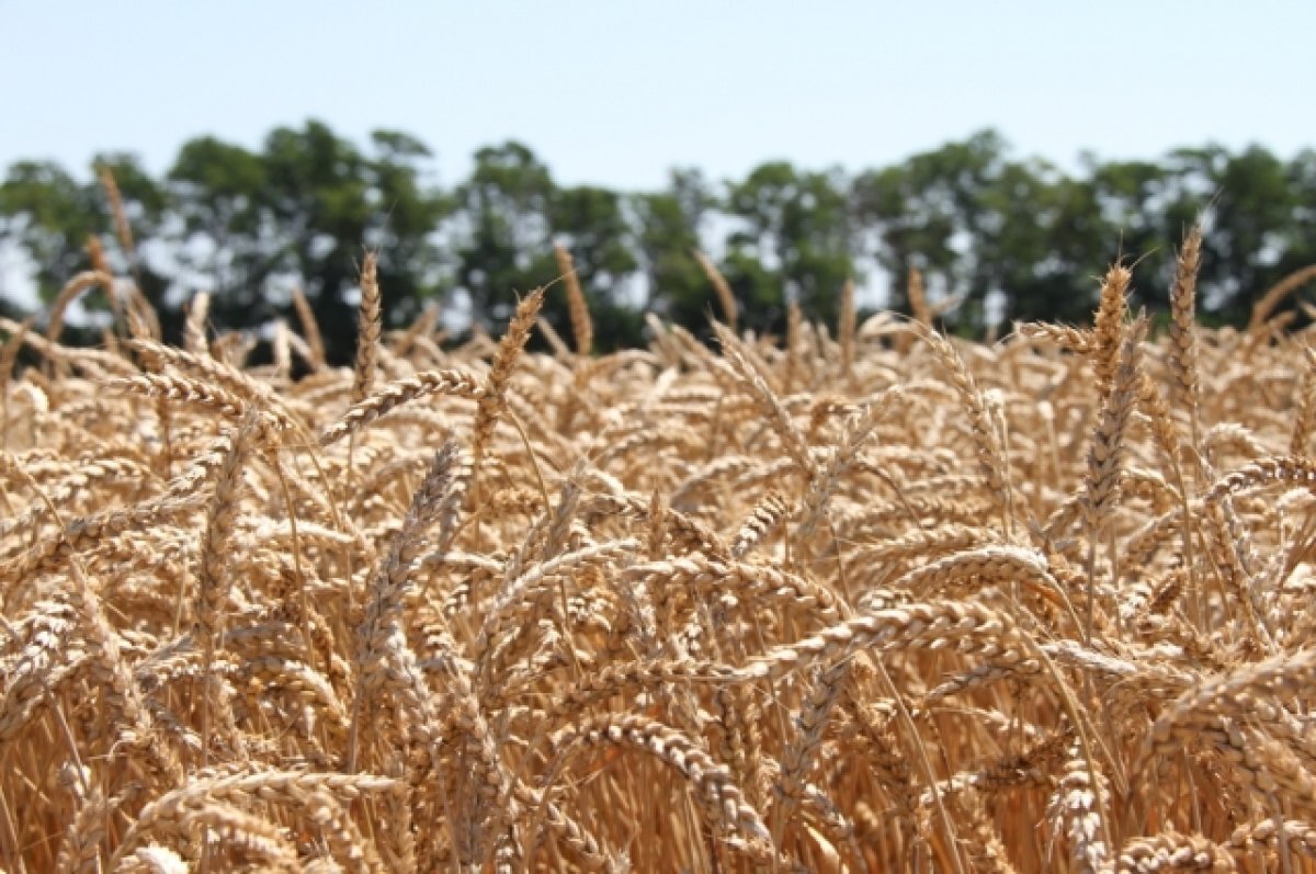    С начала года Брянщина экспортировала 158000 тонн продукции растениеводства