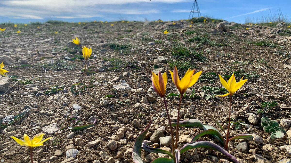 Красавцы тюльпаны на вершине горы