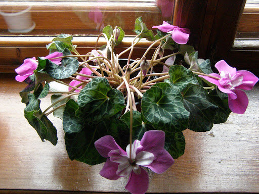 Корневая гниль у Цикламена