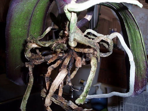 Корневая гниль у орхидеи.