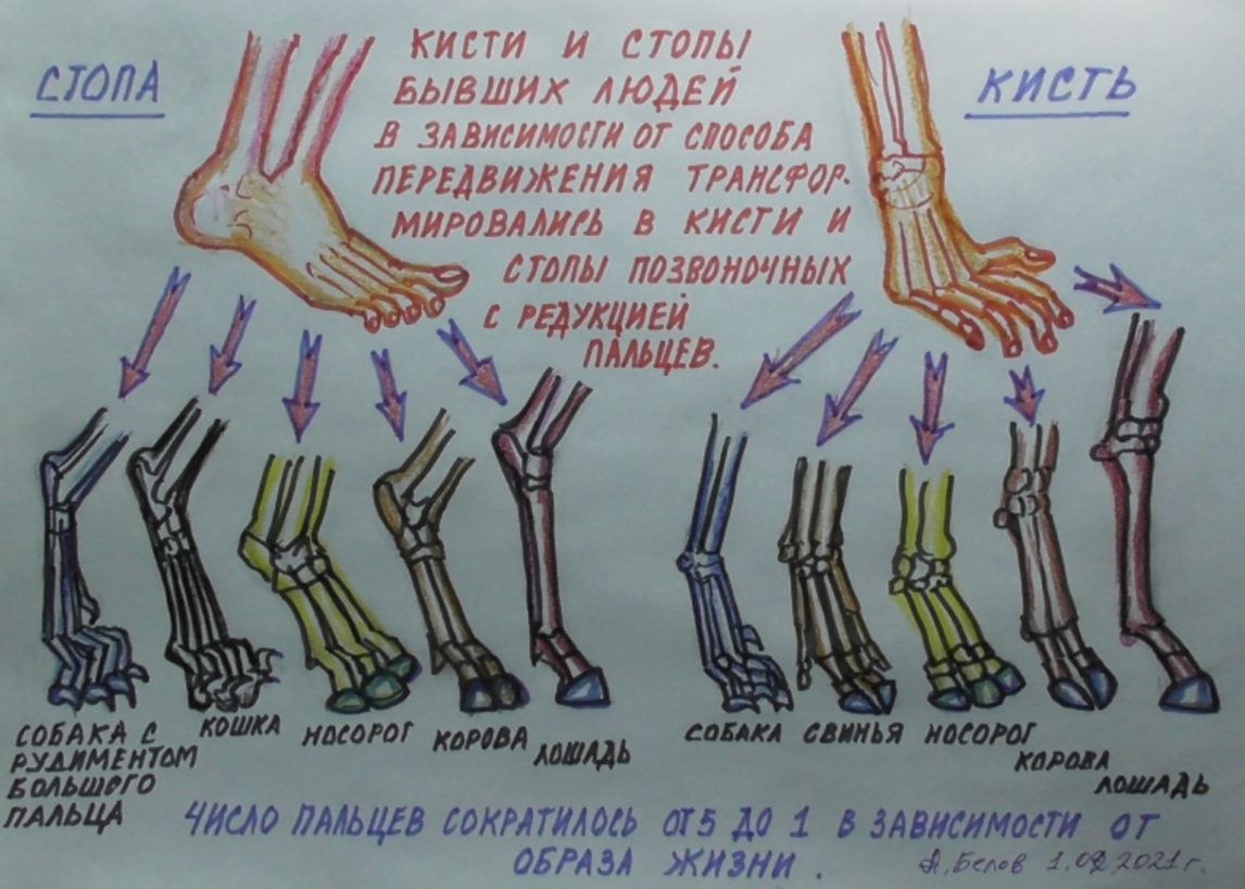 Превращение пальцев на на стопах и кистях бывших людей в пальцы их потомков - новых зверей. Теория биологической инволюции А. Белова.