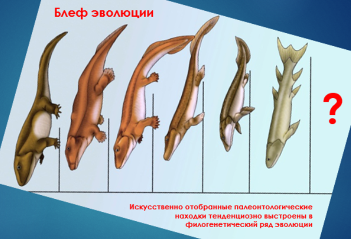 Филогенетический эволюционный ряд совершенно произвольно подбирается эволюционистами из имеющихся в их распоряжении палеонтологических находок. Множество других находок, не  вписывающихся в этот ряд, не показывается и не обнародуется среди широкой публики.  