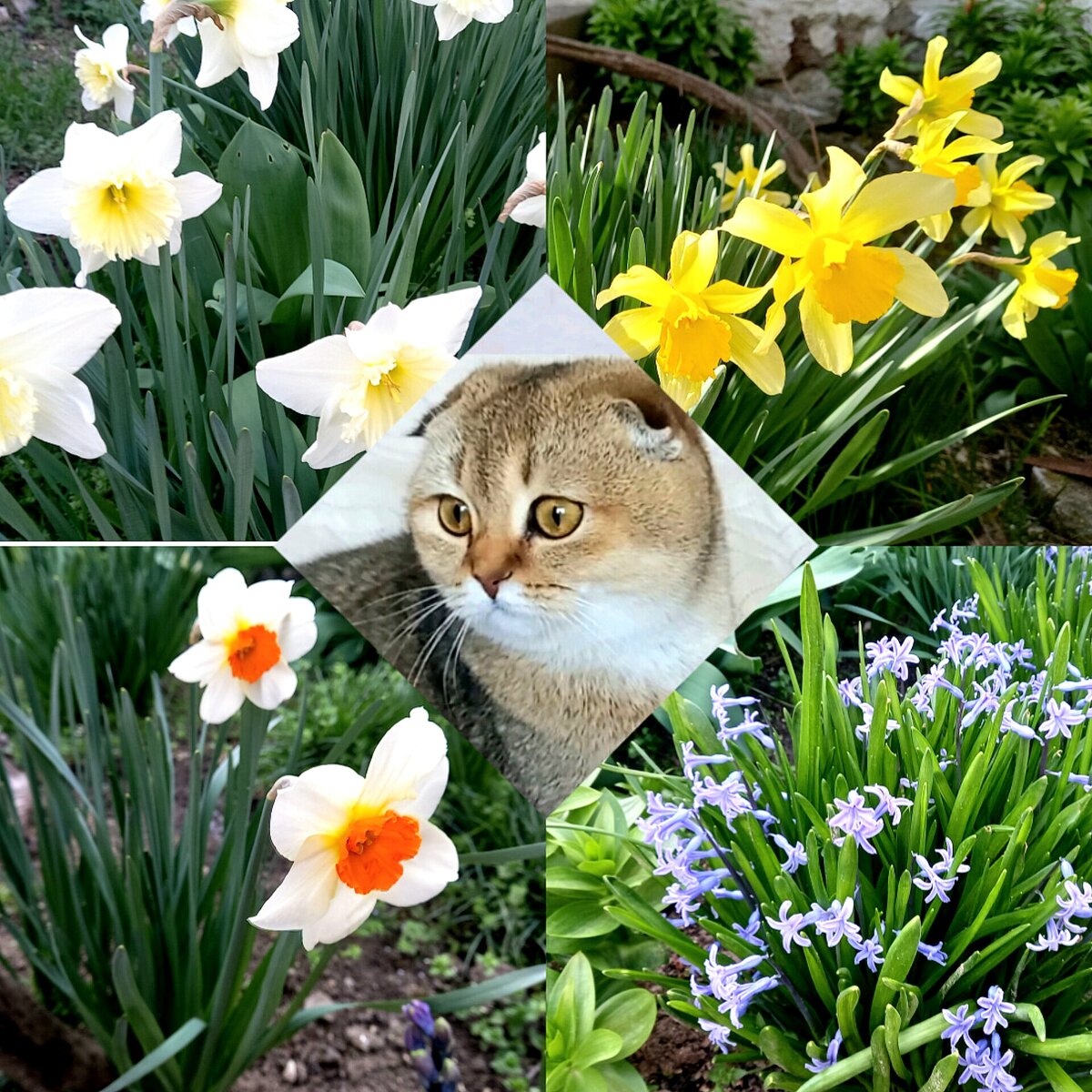 Весенний переполох | 🎀 Мотя | Дзен