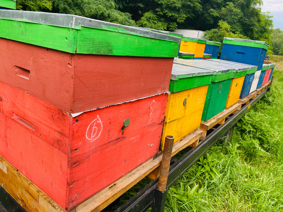 Разноцветные ульи