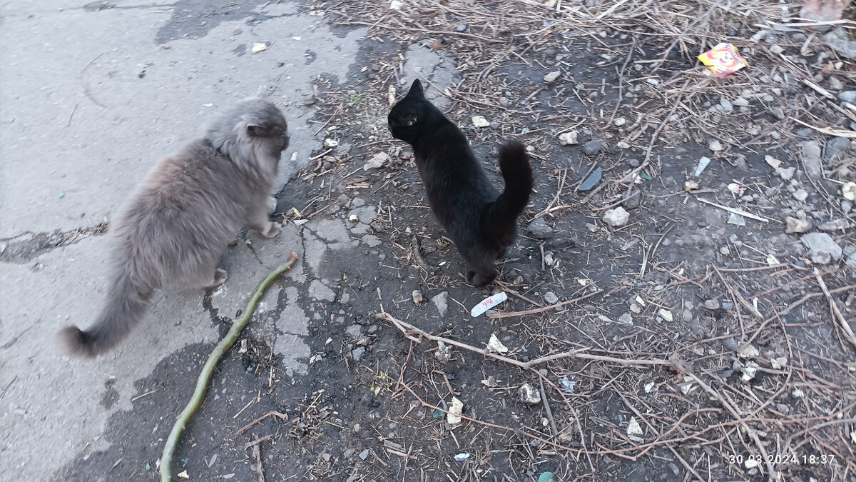 Бездомные котики