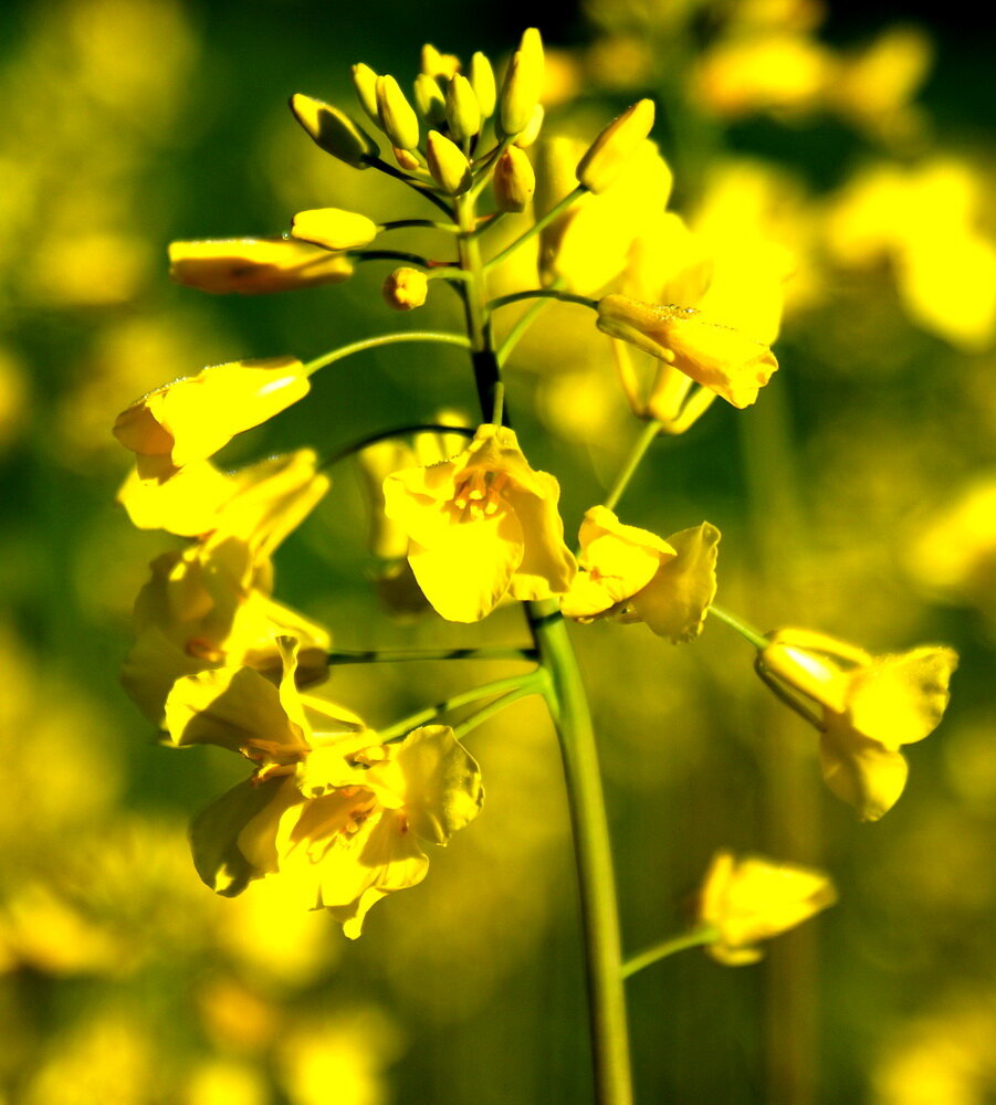 Цветок рапса