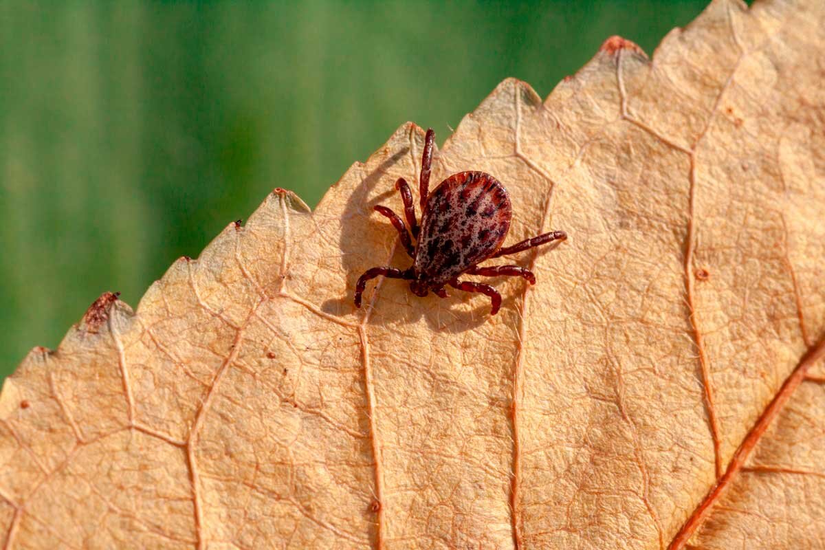    Фото: Mironmax Studio / Shutterstock.com