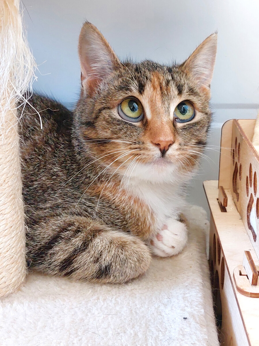 Гюзель в приюте. Фото автора.