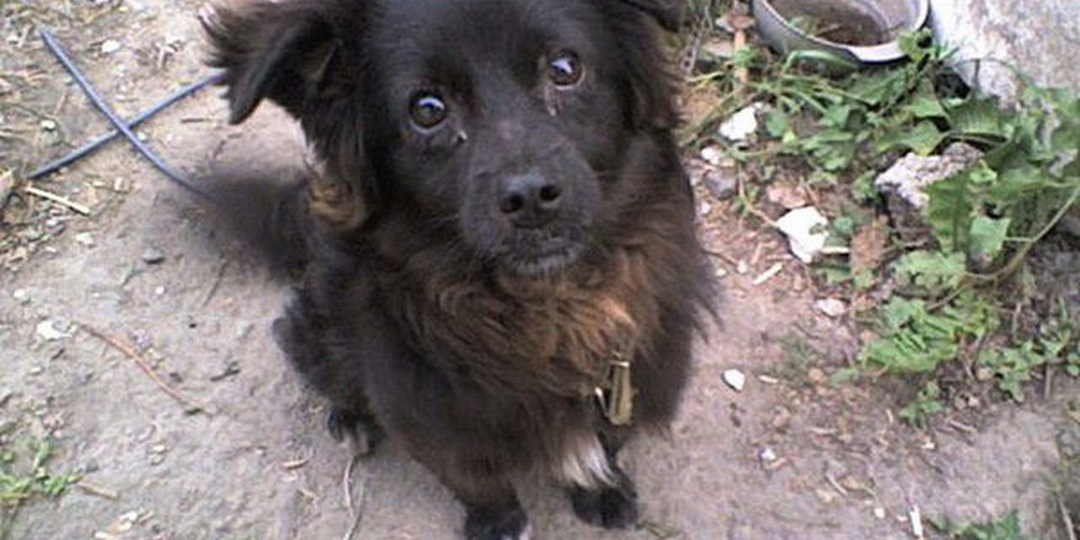 Двойное предательство и новая жизнь Лайки.