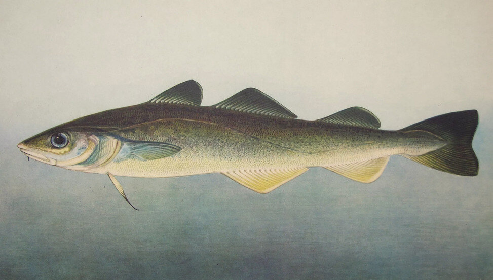 Eleginus gracilis (Навага)