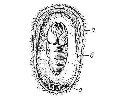 Кокон тутового шелкопряда (поперечный разрез) : а - оболочка: б - куколка; в - шкурка гусеницы, сброшенная при линьке на куколку