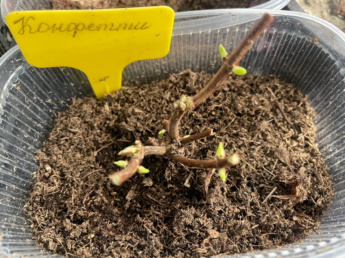 Черенок метельчатой гортензии «Конфетти»