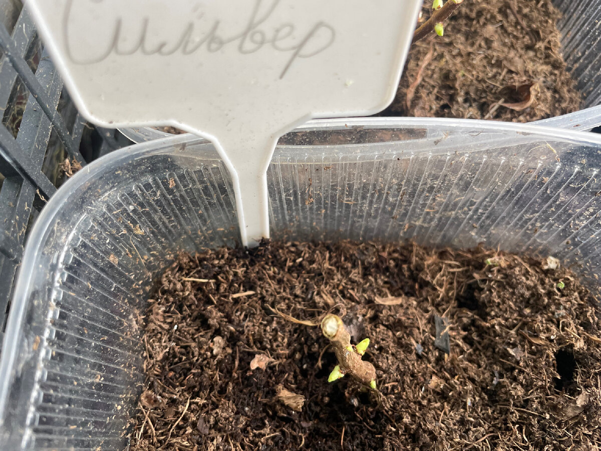 Черенки метельчатых гортензий «Сильвер доллар»