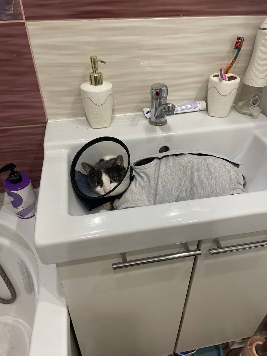 После стерилизации пришлось вот так, с экипировкой