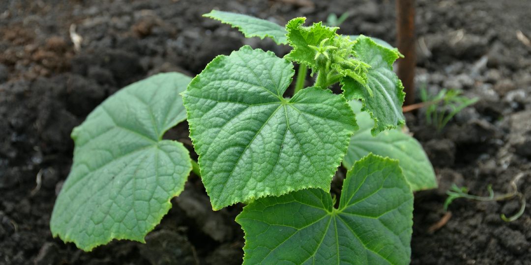 Уже два года помогаю соседям выращивать крепкую и коренастую рассаду огурцов: рассада не вытягивается и не желтеет. Мой секрет мощного роста