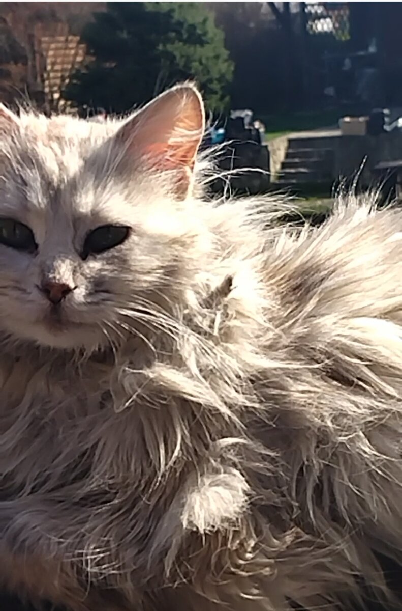 Ласковая киса.