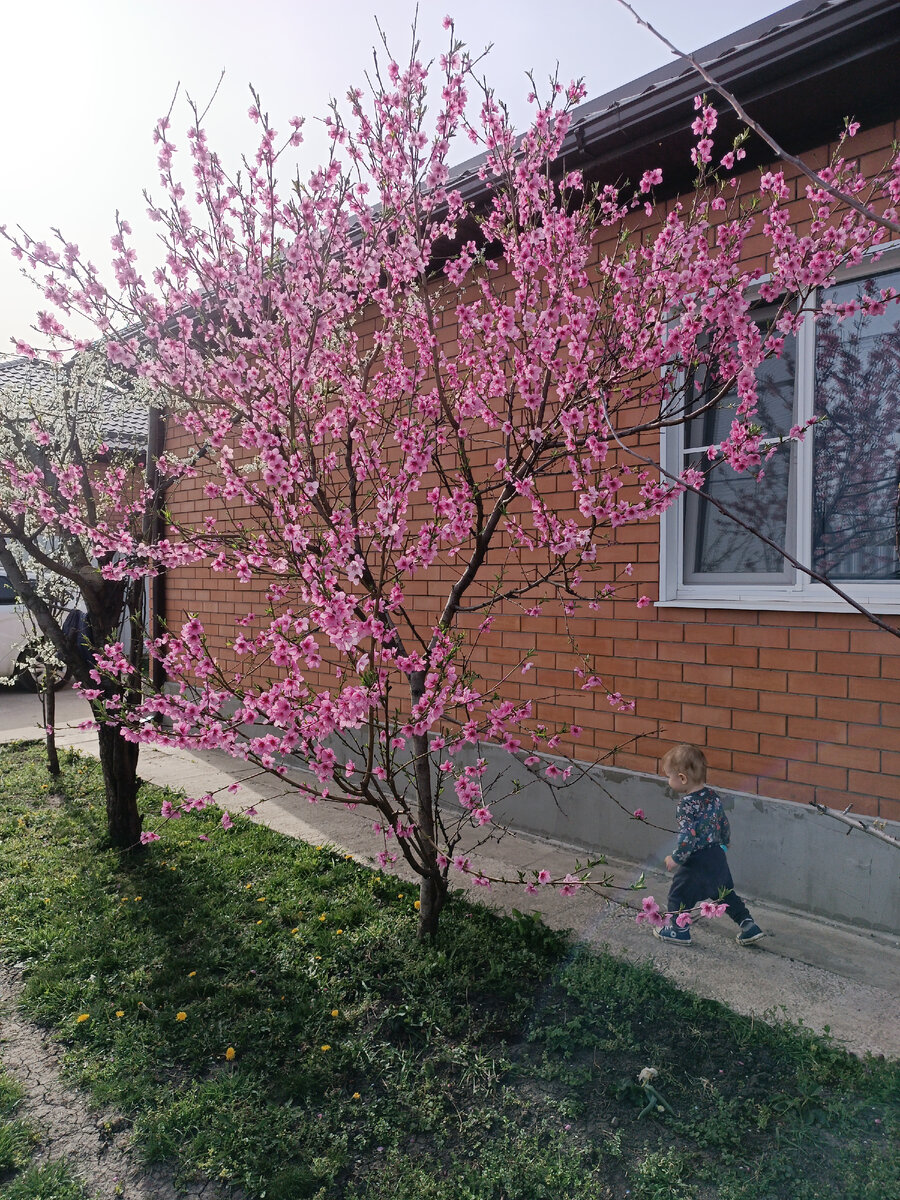 Когда ты ещё не знаешь что такое персик, но уже караулишь когда он поспеет🤣