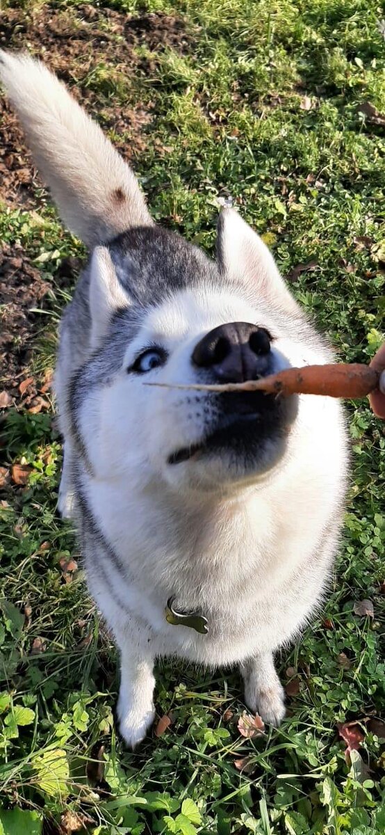 Еще две выкопала... поплакала....купила в магазине морковь