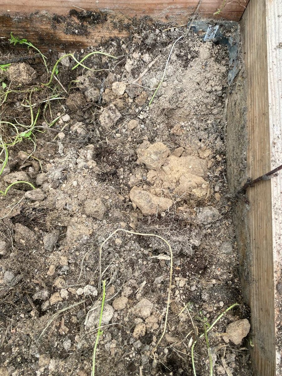 Наша земля, в которую уже 2 года укладывается мульча, постоянно засаживается седиратами, удобряется навозом, компостом и продуктами из ЭМ - ведра