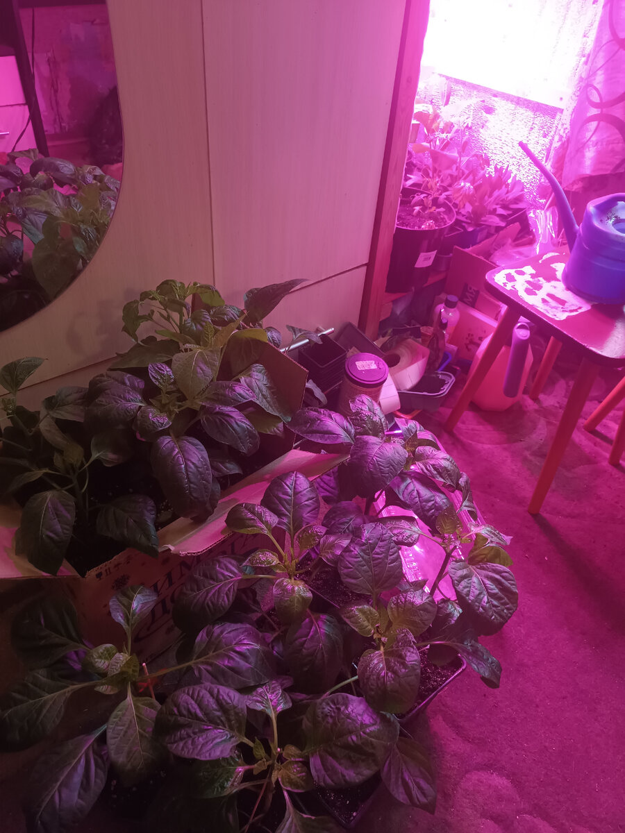 Отвезла немного перца в кашпо по 2 литра.