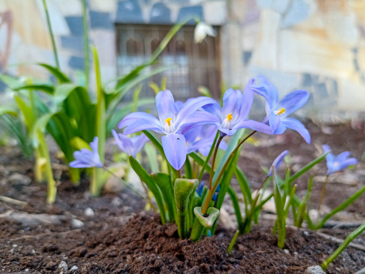 Весенние цветы. Листайте карусель