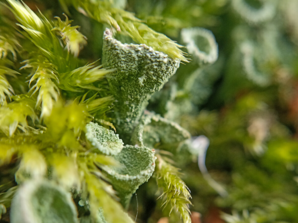 Мхи и лишайники в макрообъективе. Листайте карусель