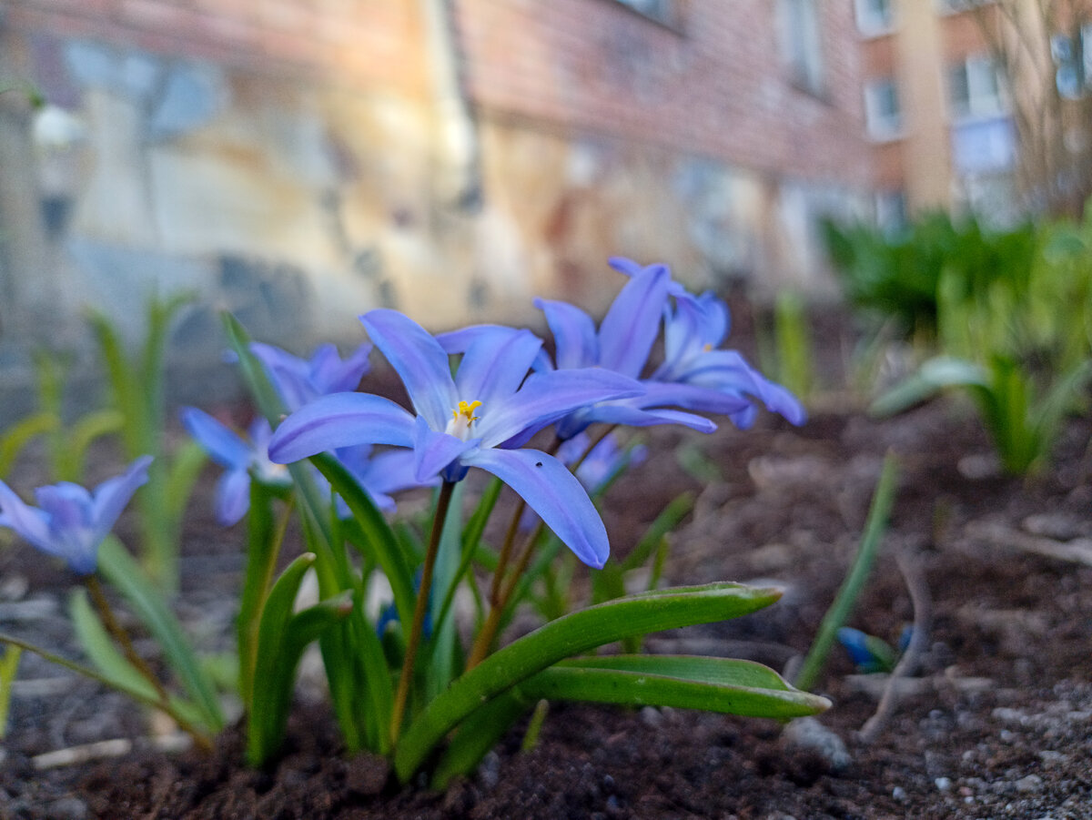 Весенние цветы