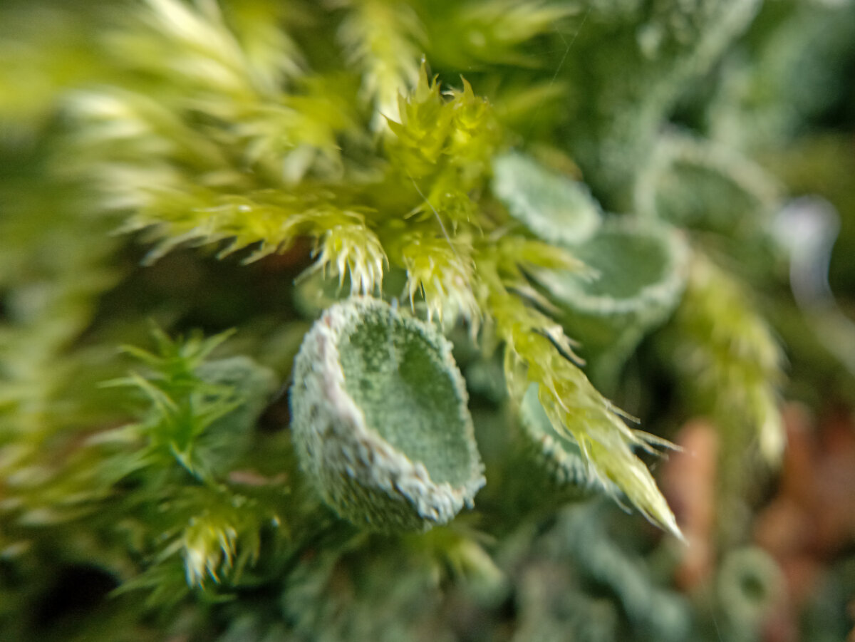 Мхи и лишайники в макрообъективе