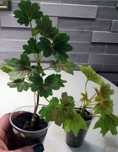  Vancouver Centennial c  Bronze  Butterfly  теперь у меня!