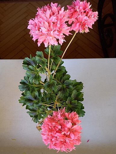 Мой экземплярчик, который погиб в прошлом году. Ну очень эффектный!