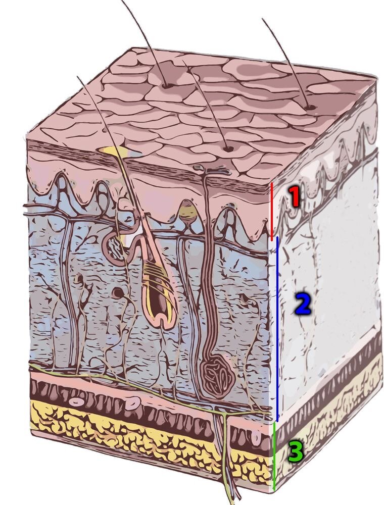 1-эпидермис; 2-дерма; 3-гиподерма.
