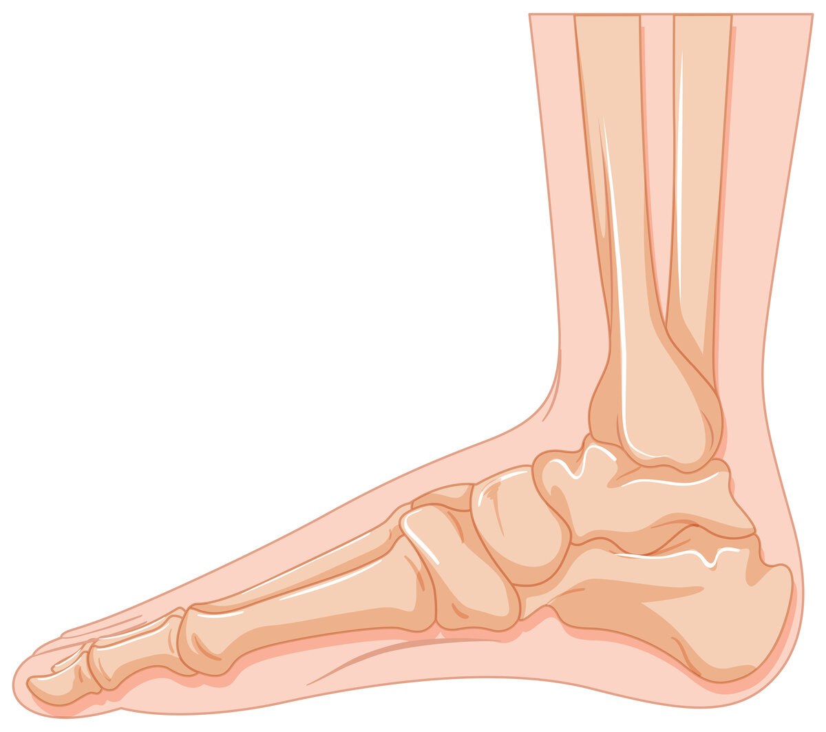 <a href="https://www.freepik.com/free-vector/human-foot-bone-white-background_19399997.htm#fromView=search&page=1&position=4&uuid=bd6e5bb8-2a7a-45ad-b649-77e8f62eaeaf">Image by brgfx on Freepik</a>