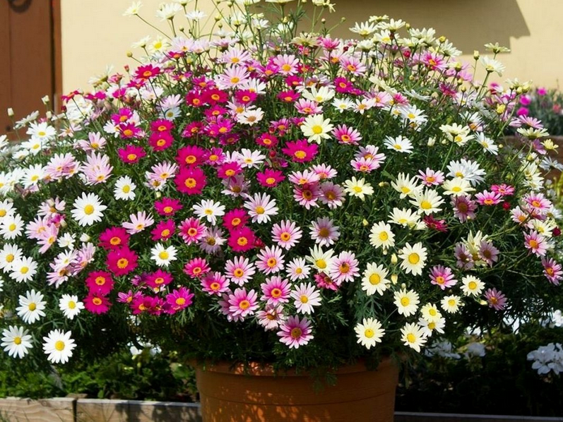 Микс аргерантемумов в кашпо. Фото с источника https://www.botanichka.ru