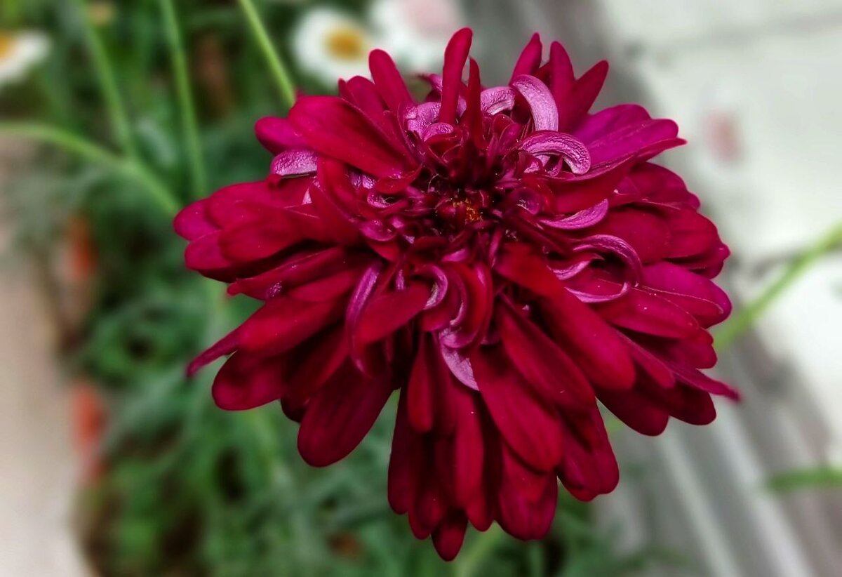 Percussion Double Red