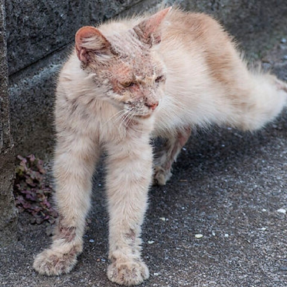 Уличная жизнь не пошла коту на пользу