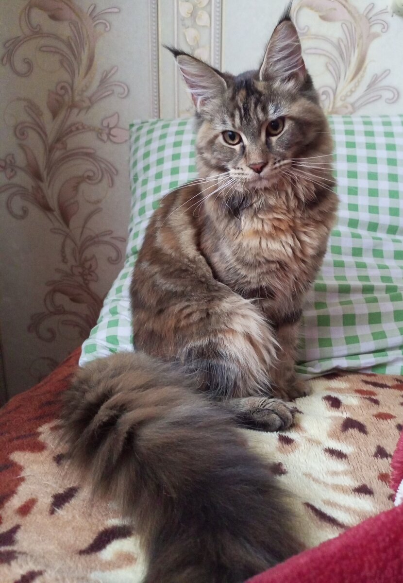Буся. Первая кошка породу мейн-кун которая появилась у нас дома
