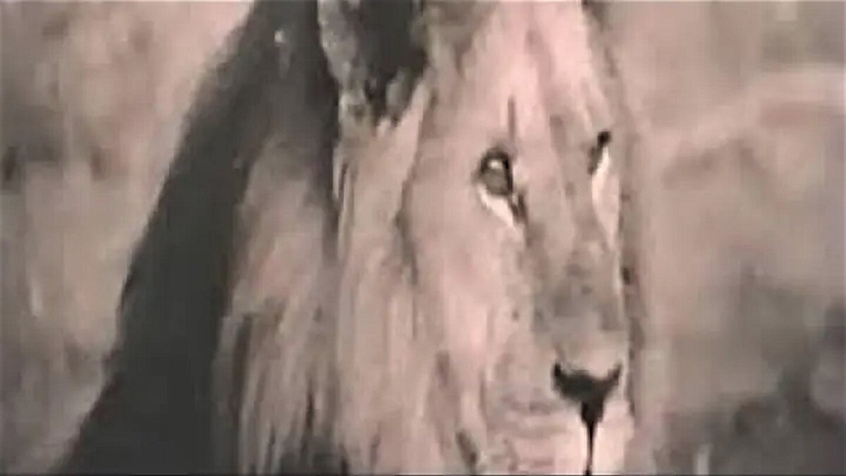 Кадр из кинофильма "Вельд" (1987 год)