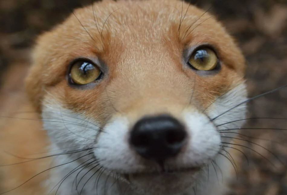 Виноватый Лёлик