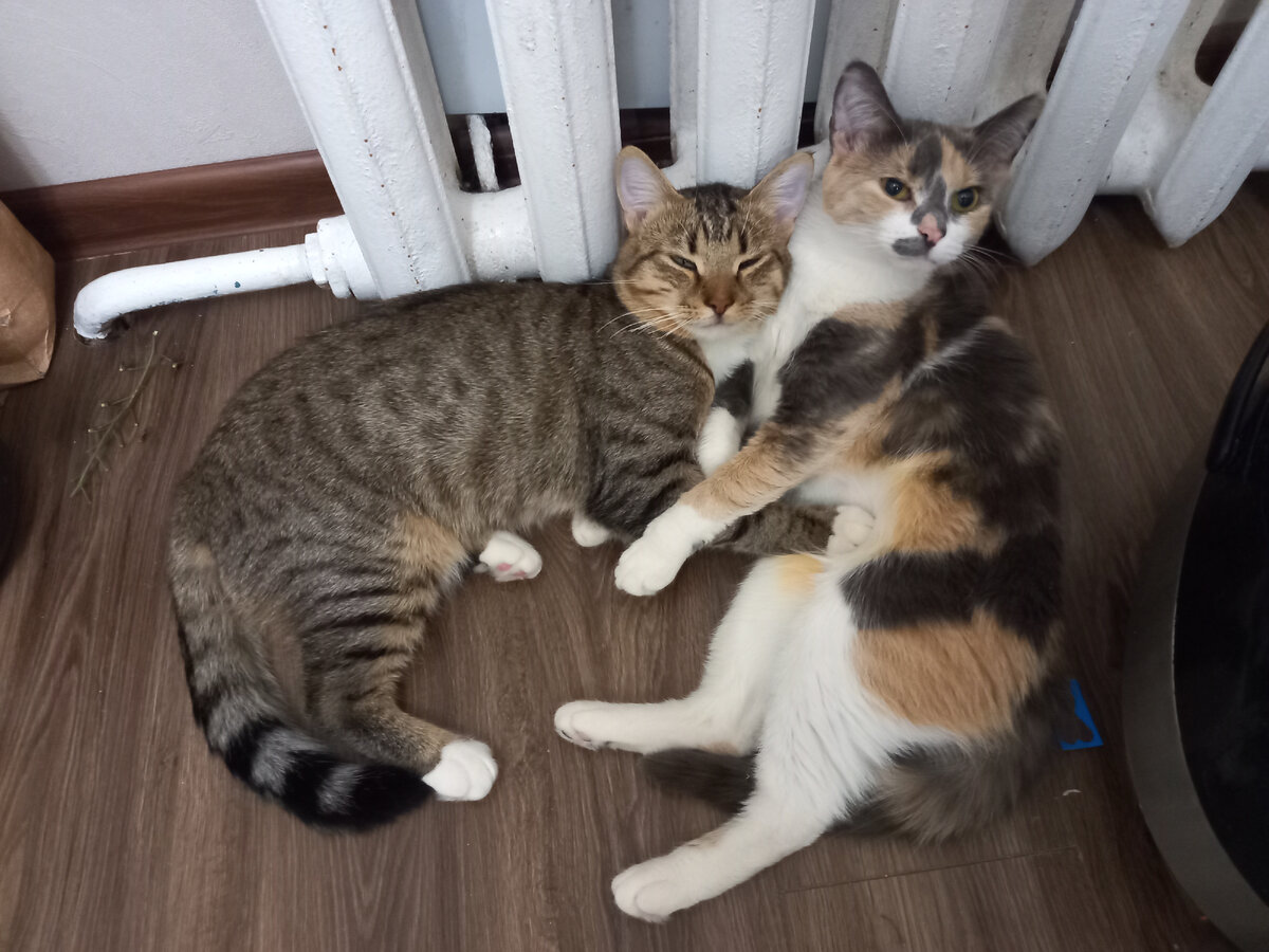 Мелкий и Муська, редкое фото, где удалось их снять вместе. Кошка обычно не  выдерживает и гонит его лапой сразу же, стоит ему притулиться.