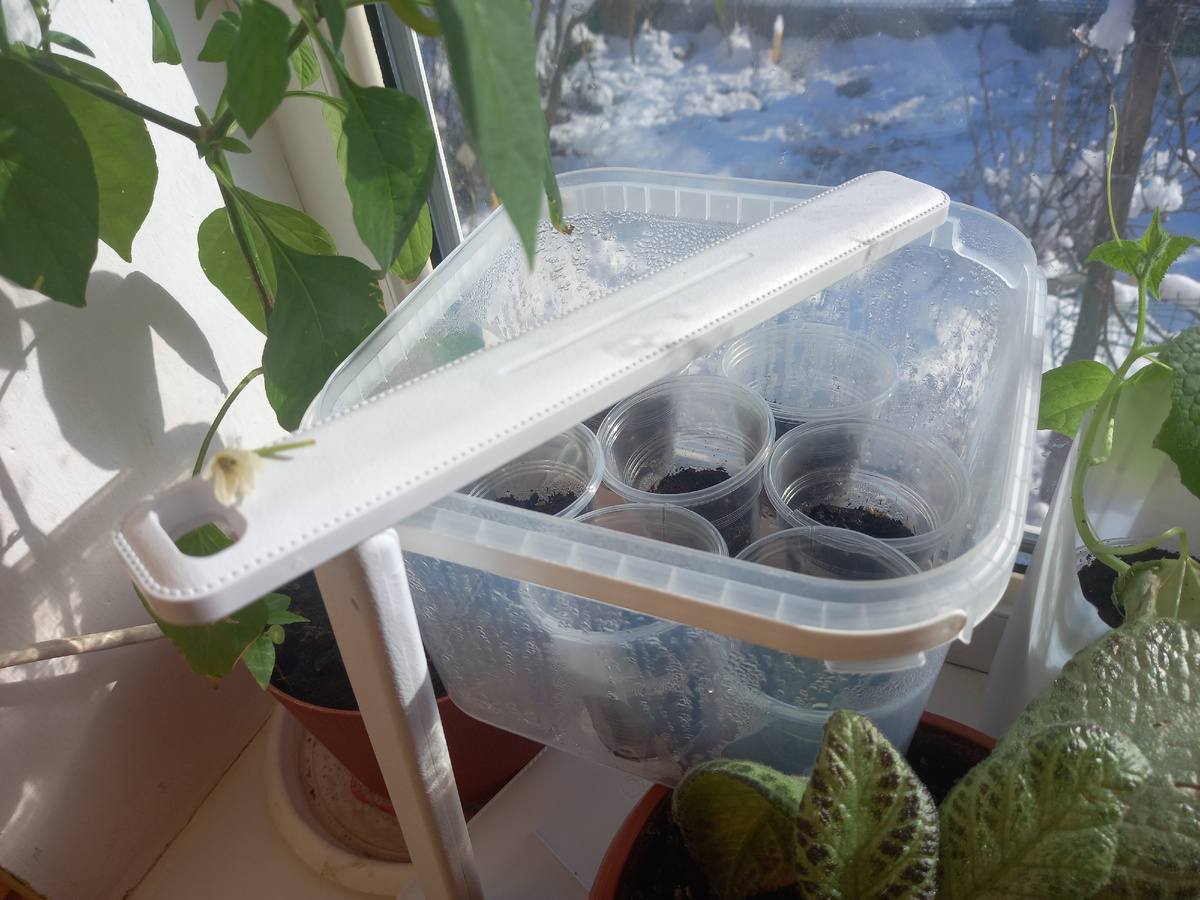 Минитепличка для эустомы,за окном еще снег..