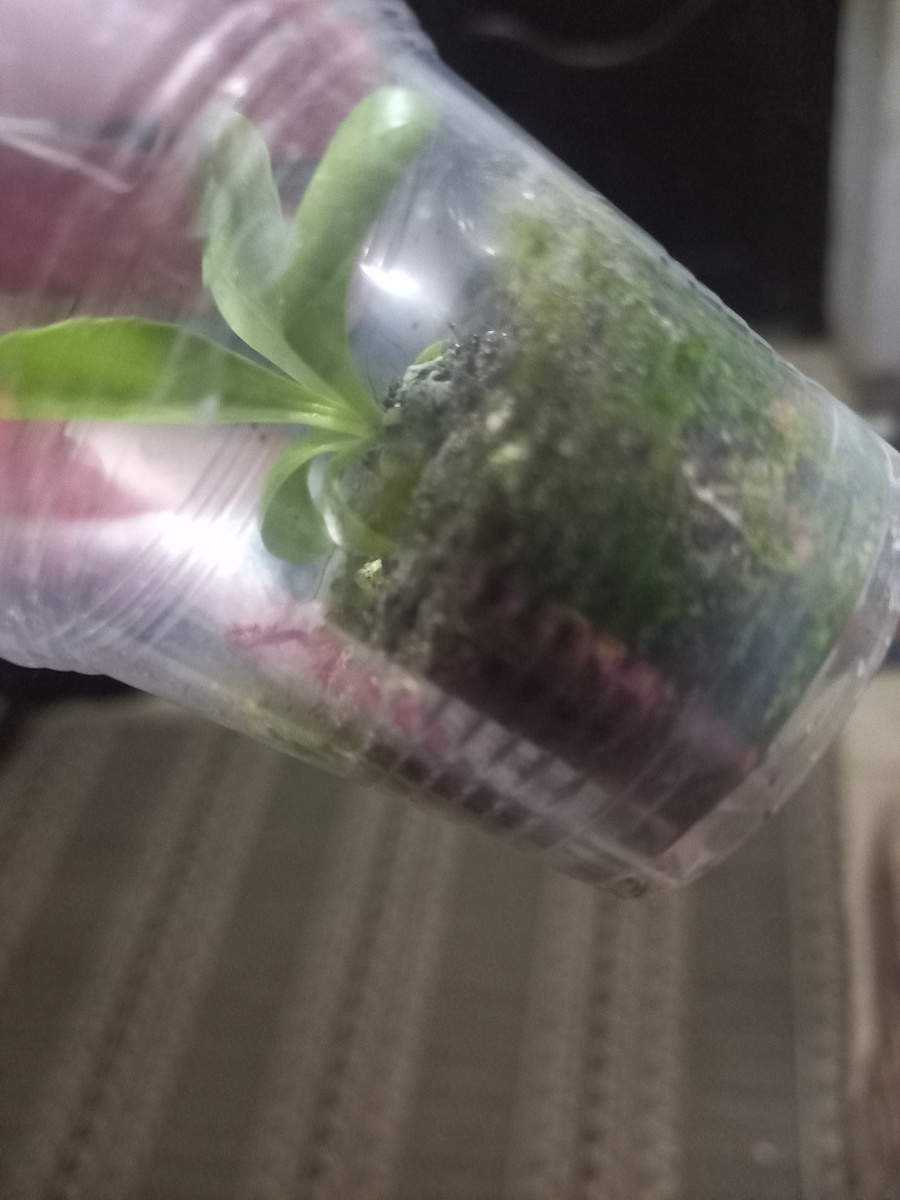 Вот такая картина предстала мне-сбоку все зеленое 