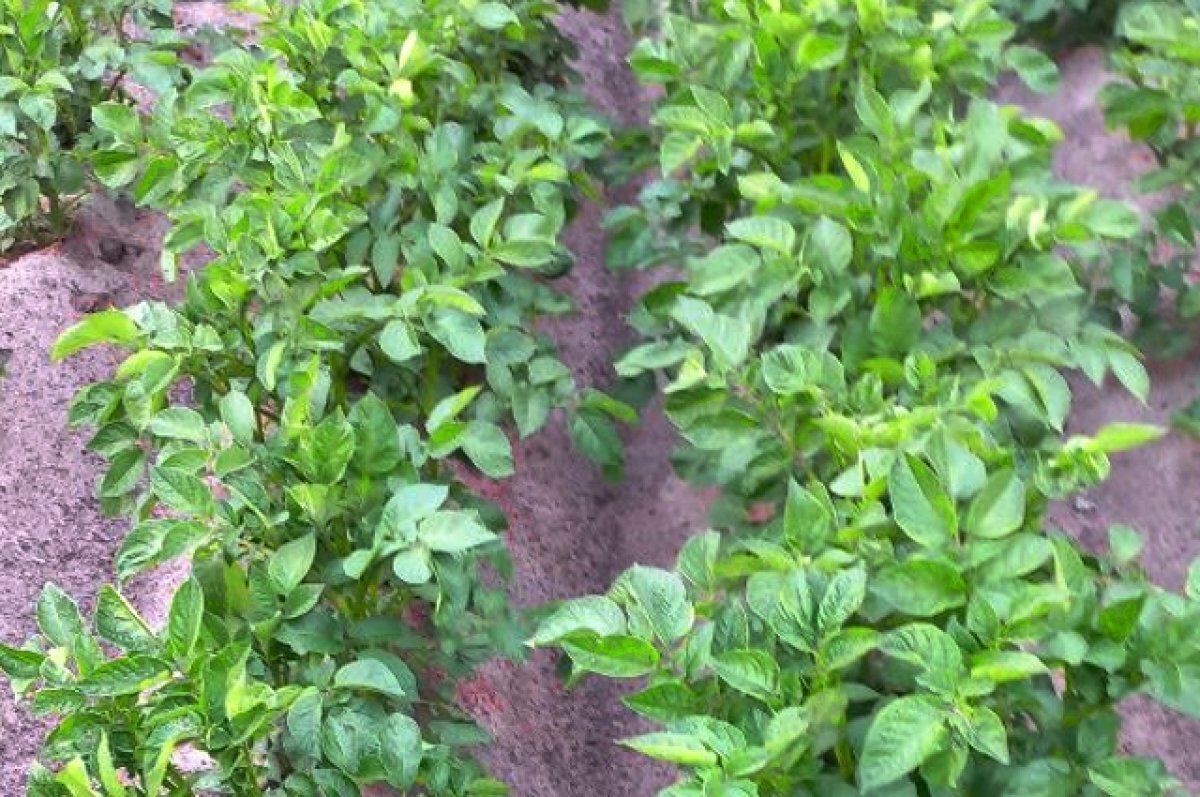    Тюменские учёные проведут испытание картофеля китайской селекции