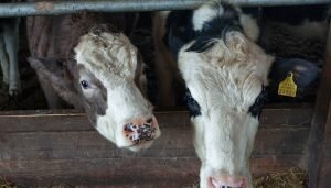    Вспышка бруцеллеза зафиксирована в Соль-Илецком округе Белов Михаил Александрович