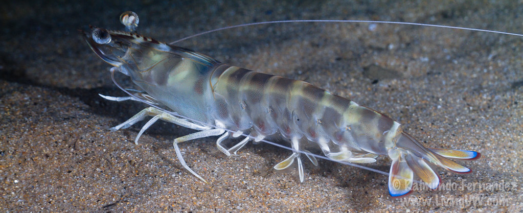 Тигровая Креветка.